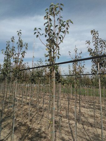 Pyrus c. Gute Graue 8-10 Hoogstam wortelgoed - afbeelding 4