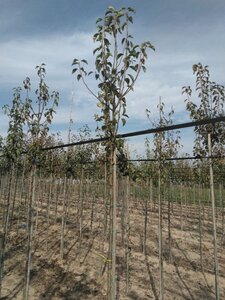 Pyrus c. Gute Graue 8-10 Hoogstam wortelgoed - afbeelding 4