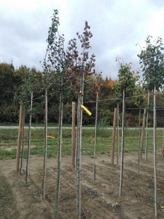 Pyrus c. Gräfin von Paris 6-8 Hoogstam wortelgoed - afbeelding 1