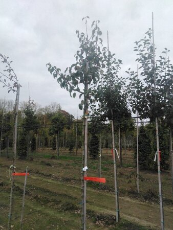 Pyrus c. Gräfin von Paris 6-8 Hoogstam wortelgoed - afbeelding 2