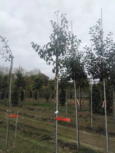 Pyrus c. Gräfin von Paris 6-8 Hoogstam wortelgoed - afbeelding 2