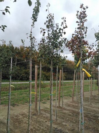 Pyrus c. Gräfin von Paris 8-10 Hoogstam wortelgoed