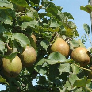 Pyrus c. 'Gieser Wildeman' (middel) 8-10 Hoogstam wortelgoed