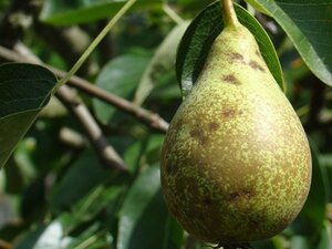 Pyrus c. 'Légipont' = Charneux 8-10 Hoogstam wortelgoed