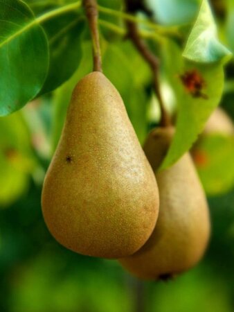 Pyrus c. 'Madame Verte' 8-10 Hoogstam wortelgoed