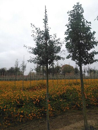 Pyrus communis=pyraster 14-16 Hoogstam draadkluit 2 X verplant