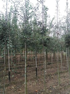 Pyrus communis=pyraster 8-10 Hoogstam met kluit