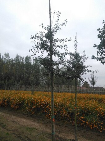 Pyrus communis=pyraster 8-10 Hoogstam met kluit - afbeelding 2