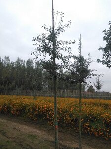 Pyrus communis=pyraster 8-10 Hoogstam met kluit - afbeelding 2