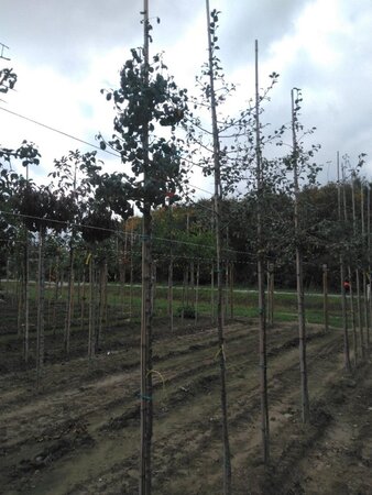 Pyrus communis=pyraster 8-10 Hoogstam wortelgoed - afbeelding 1
