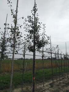 Pyrus communis=pyraster 8-10 Hoogstam wortelgoed - afbeelding 3