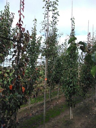 Pyrus communis=pyraster 8-10 Hoogstam wortelgoed - afbeelding 2