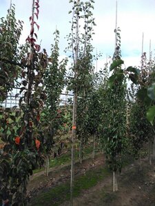 Pyrus communis=pyraster 8-10 Hoogstam wortelgoed - afbeelding 2