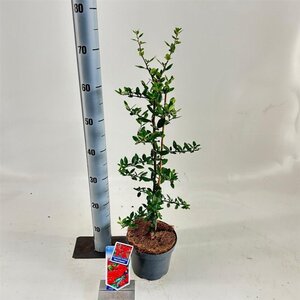 Pyracantha cocc. 'Red Column' 70 cm vierkant 2L - afbeelding 2