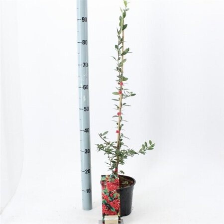 Pyracantha cocc. 'Red Column' 70 cm vierkant 2L - afbeelding 3