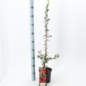 Pyracantha cocc. 'Red Column' 70 cm vierkant 2L - afbeelding 3