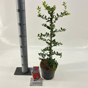 Pyracantha cocc. 'Red Column' 70 cm vierkant 2L - afbeelding 4