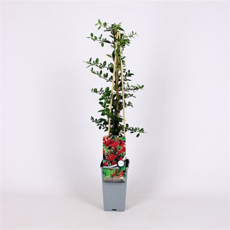 Pyracantha cocc. 'Red Column' 70 cm vierkant 2L - afbeelding 1