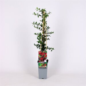 Pyracantha cocc. 'Red Column' 70 cm vierkant 2L