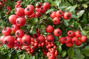 Pyracantha cocc. 'Red Column' 80-100 cm cont. 3,0L - afbeelding 1