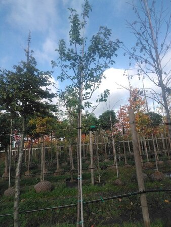 Pyrus calleryana 'Redspire' 12-14 Hoogstam draadkluit 2 X verplant - afbeelding 5