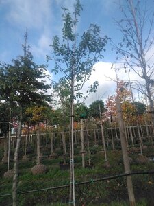 Pyrus calleryana 'Redspire' 12-14 Hoogstam draadkluit 2 X verplant - afbeelding 5