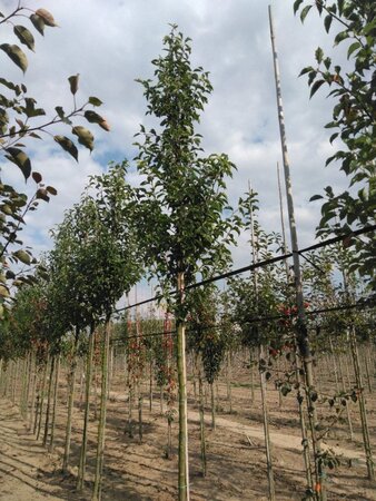 Pyrus calleryana 'Redspire' 14-16 Hoogstam draadkluit 2 X verplant - afbeelding 5