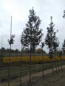 Pyrus calleryana 'Redspire' 16-18 Hoogstam draadkluit 3 X verplant - afbeelding 5