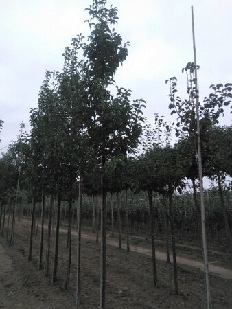 Pyrus calleryana 'Redspire' 20-25 Hoogstam draadkluit 3 X verplant - afbeelding 5