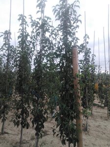 Pyrus calleryana 'Redspire' 6-8 cm wortelgoed geveerd - afbeelding 5