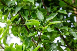 Pyrus calleryana 'Redspire' 6-8 cm wortelgoed geveerd - afbeelding 3