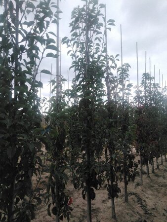 Pyrus calleryana 'Redspire' 8-10 cm wortelgoed geveerd - afbeelding 5