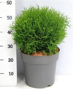 Pyrus c. 'Rode Williams' 8-10 Halfstam wortelgoed - afbeelding 3