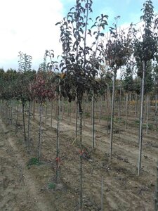 Pyrus c. 'Rode Williams' 8-10 Halfstam wortelgoed - afbeelding 2