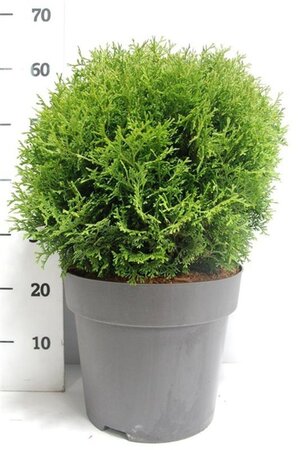 Pyrus c. 'Rode Williams' 8-10 Halfstam wortelgoed - afbeelding 5