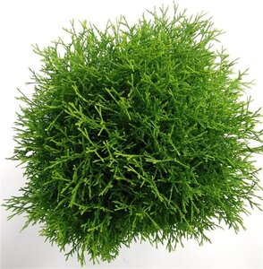 Pyrus c. 'Rode Williams' 8-10 Halfstam wortelgoed - afbeelding 6