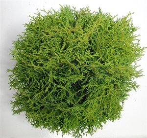 Pyrus c. 'Rode Williams' 8-10 Halfstam wortelgoed - afbeelding 7