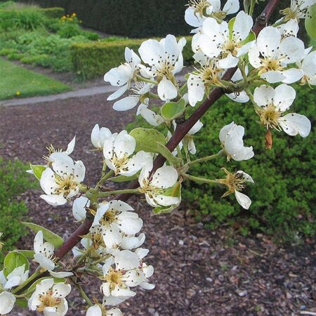 Pyrus c. 'Saint Rémy' 10-12 Hoogstam met kluit