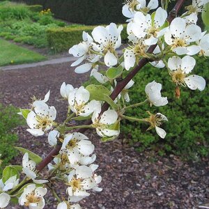 Pyrus c. 'Saint Rémy' 10-12 Hoogstam met kluit