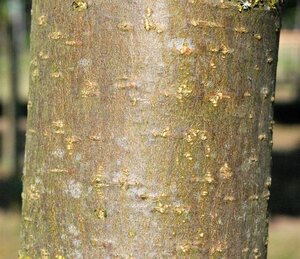 Pyrus c. 'Saint Rémy' dubbele U met rek wortelgoed - afbeelding 1