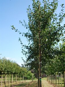 Pyrus c. 'Saint Rémy' dubbele U met rek wortelgoed - afbeelding 2