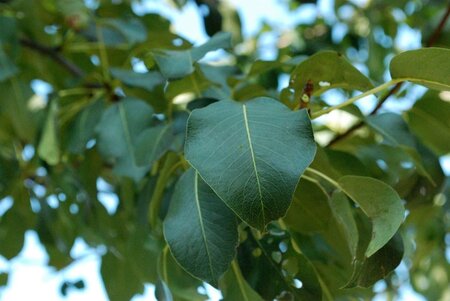 Pyrus c. 'Saint Rémy' dubbele U met rek wortelgoed - afbeelding 3