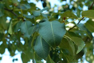 Pyrus c. 'Saint Rémy' dubbele U met rek wortelgoed - afbeelding 3