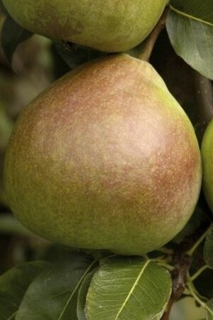 Pyrus c. 'Saint Rémy' dubbele U met rek wortelgoed - afbeelding 4