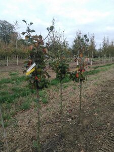 Pyrus c. 'Triomphe de Vienne' 6-8 Halfstam wortelgoed - afbeelding 2