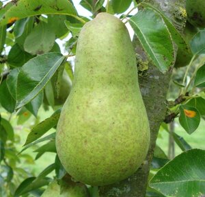 Pyrus c. 'Williams' 6-8 Hoogstam wortelgoed