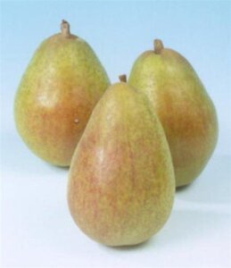 Pyrus c. 'Williams' 6-8 Hoogstam wortelgoed - afbeelding 2