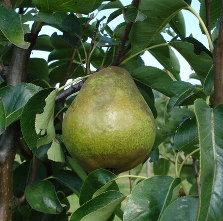 Pyrus c. 'Williams' 6-8 Hoogstam wortelgoed - afbeelding 3