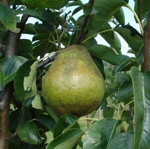 Pyrus c. 'Williams' 6-8 Hoogstam wortelgoed - afbeelding 3