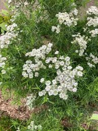 Pycnanthemum flexuosum = tenuifolium (verouderd) geen maat specificatie 0,55L/P9cm